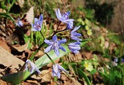 Festa di fiori sui sentieri per il Monte Ubione-19mar24